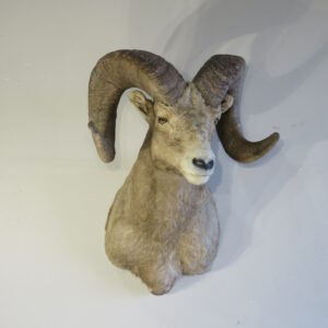 Boone & Crockett Bighorn ram taxidermy mount.  S-133BH