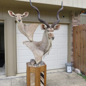 Greater Kudu Pair- Taxidermy mount for sale.  X-148KU