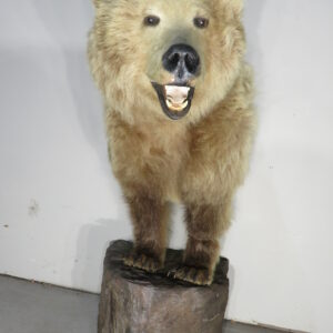 Kodiak Bear taxidermy mount for sale.  B-134KO