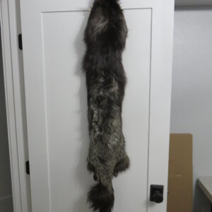 Silver (Black) Fox taxidermy skin for sale.  P-118SF