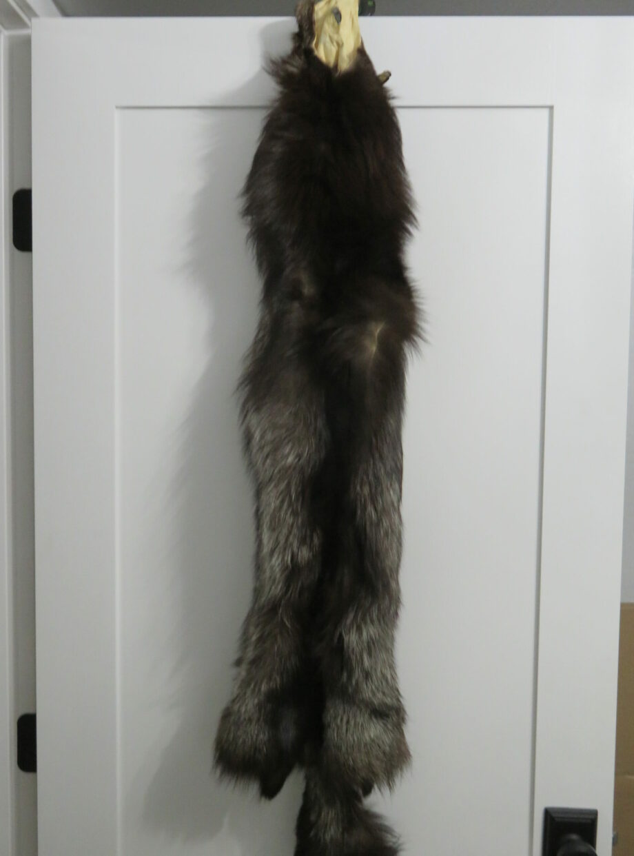 Silver (Black) Fox taxidermy skin for sale. P118SF Mounts For Sale