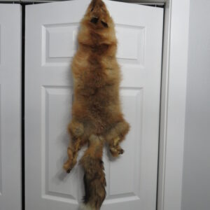 Red Fox tanned skin for sale.  P-120RF