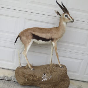 Full Body Thomson's Gazelle taxidermy for sale.  X-168TG