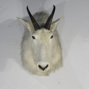 Alaska Mountain Goat Taxidermy Trophy class Billy for sale.  O-120G
