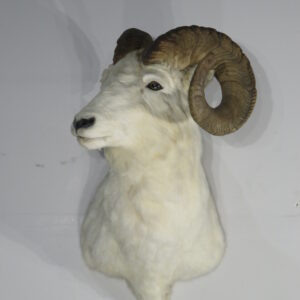 Alaska Dall Sheep Ram taxidermy for sale.  S-134DA
