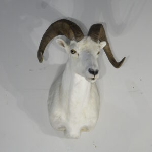Alaska Dall Ram taxidermy mount for sale.  S-135DA