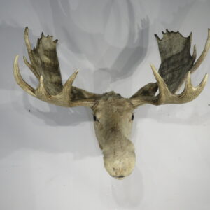 Vintage Moose Taxidermy mount for sale.  O-119M