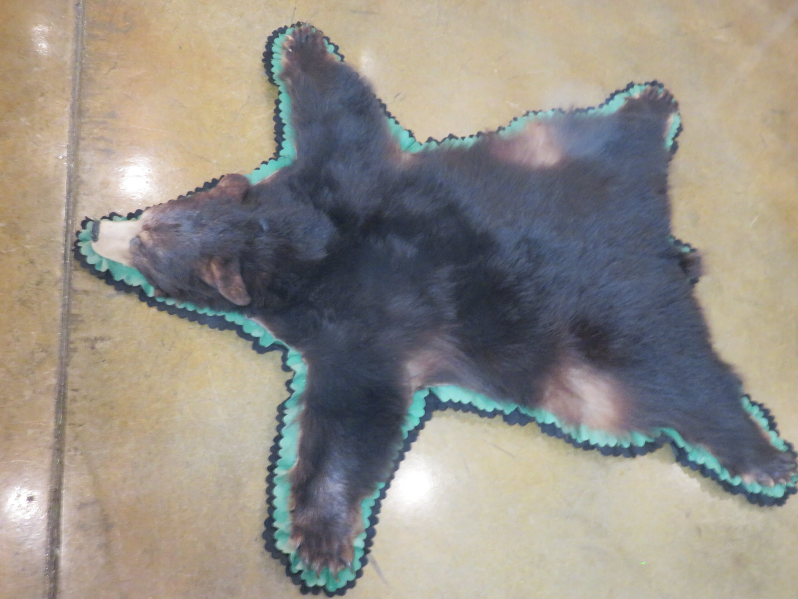 Bear Skin Taxidermy Rug For B 140r Mounts