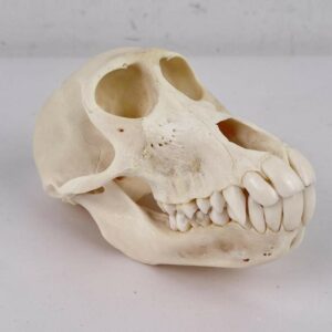 Chacma Baboon skull taxidermy for sale.  X-169CH