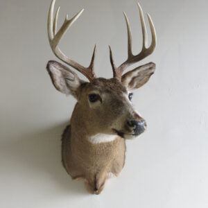 Whitetail buck taxidermy shoulder mount for sale.  W-124S