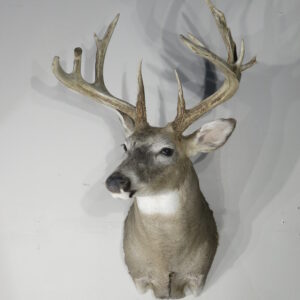 Whitetail trophy class taxidermy for sale.  W-151S