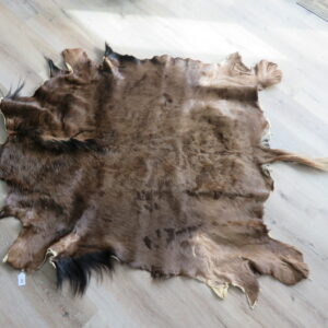 Wildebeest Hide/Skin for sale.  X-145WI