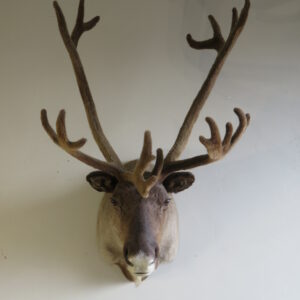 Alaska Caribou Taxidermy for sale.  O-115C