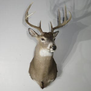 Whitetail taxidermy for sale.  W-152S