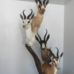 Springbok taxidermy collection for sale.  X-136SB