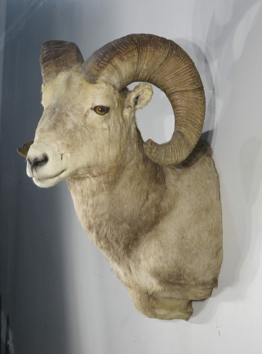 Bighorn Ram Taxidermy for sale. S134BH Mounts For Sale