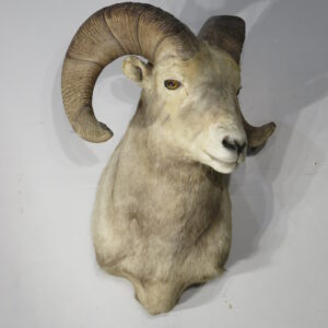 Bighorn Ram Taxidermy for sale.  S-134BH