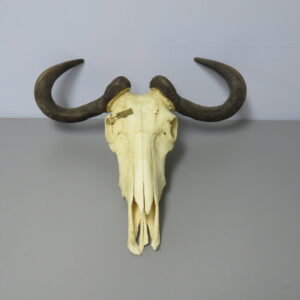 Blue Wildebeest European Skull Taxidermy for sale.  X-148WI