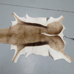 Springbok Tanned Hide/Skin for sale.  X-137SB