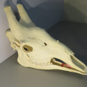 Giraffe Skull w/ Lower Jaw For Sale.  X-171GI