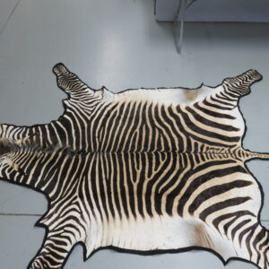 Zebra Taxidermy Rug for sale.  X-147Z