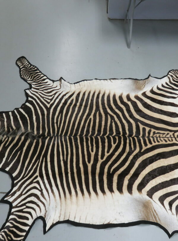 Zebra Taxidermy Rug for sale. X147Z Mounts For Sale