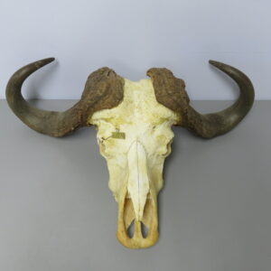 Cape Buffalo Skull for sale.  X-161CB