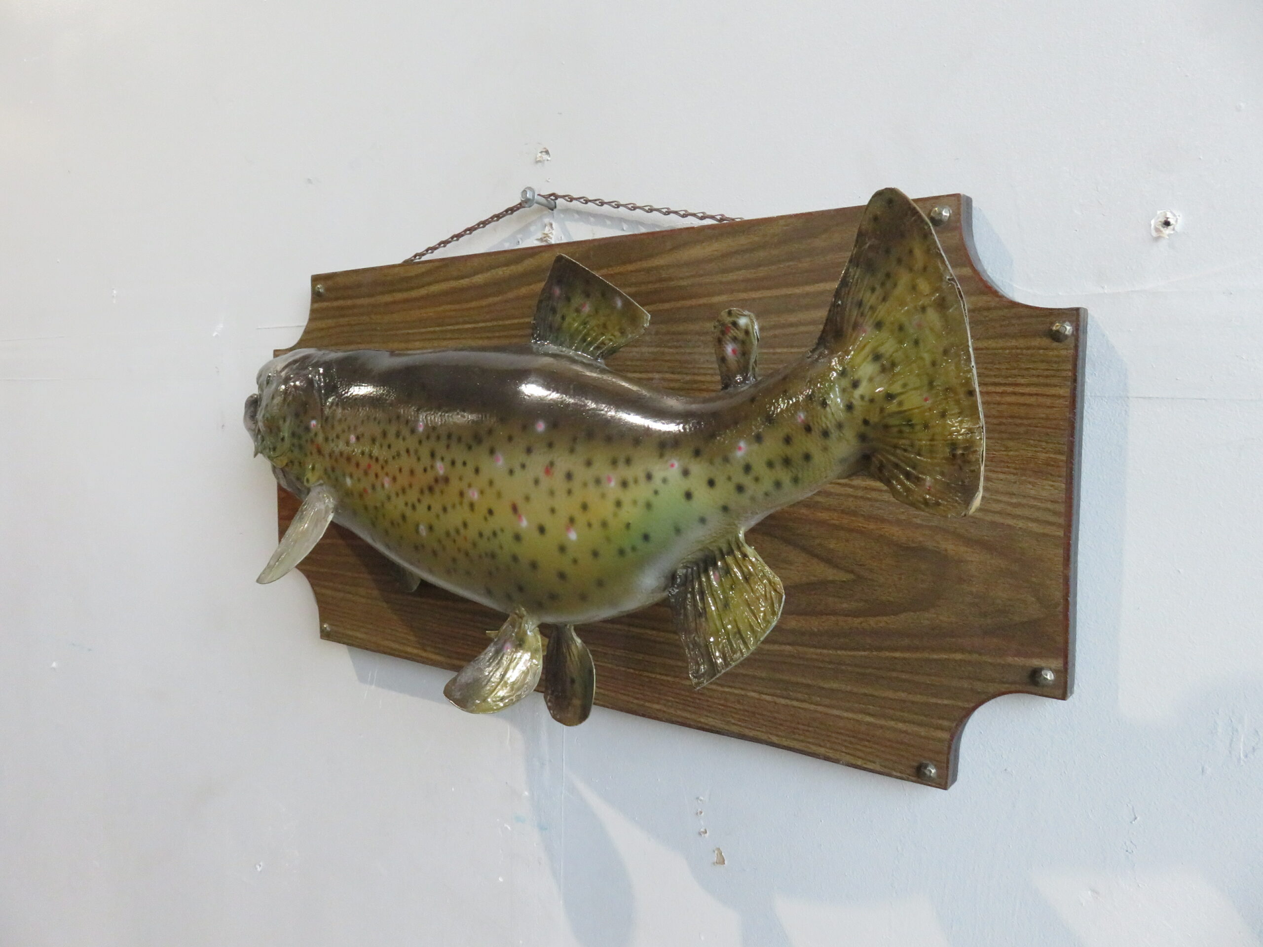 Brown Trout on plaque- fish for sale. F-117TR – Mounts For Sale