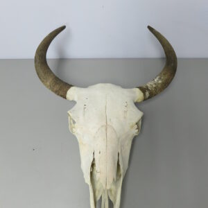 Bison Taxidermy Skull for sale.  O-120BI