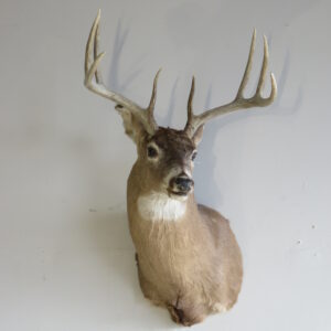 Whitetail Buck taxidermy for sale.  W-154S