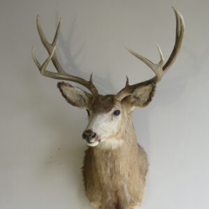 Great sized Mule Deer taxidermy for sale.  M-146S