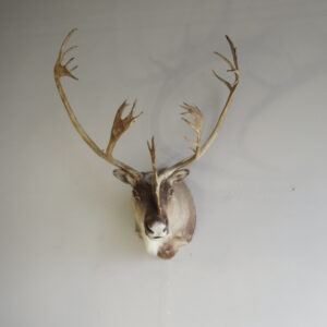 Caribou Shoulder Mount taxidermy for sale.  O-116C