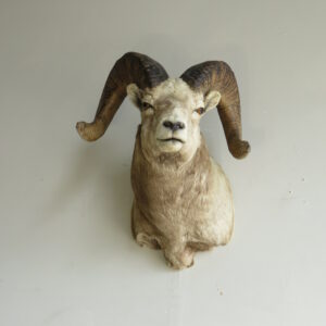 Bighorn Ram taxidermy shoulder mount for sale.  S-135BH