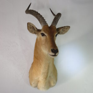 African Puku Taxidermy for sale.  X-132PU