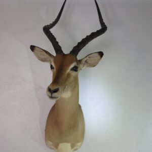 Impala Taxidermy mount for sale.  X-149IM