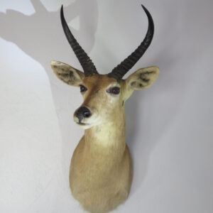 Reedbuck Trophy Class taxidermy for sale.  X-148RB