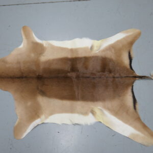 African Impala Taxidermy Skin/Hide for sale.  X-138IM