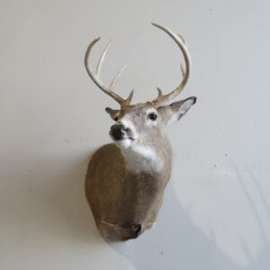Whitetail Shoulder mount taxidermy for sale.  W-145S