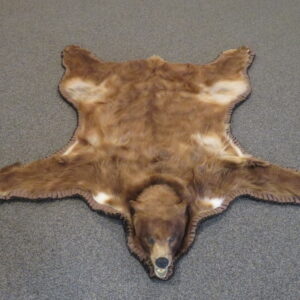Large Bear Skin Rug for Sale.  B-143R