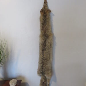 Coyote Taxidermy skin for sale.  P-117CC