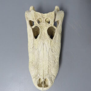 Alligator Skull taxidermy for sale.  R-104AL