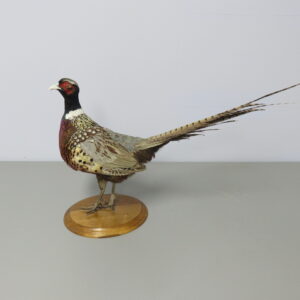 Ringneck Pheasant Standing mount for sale.  T-123RN