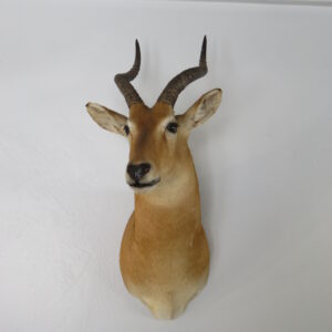 African Puku Taxidermy Mount for sale.  X-133PU