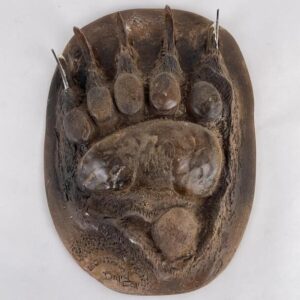 Grizzly Bear Paw Plaster  B-138PL