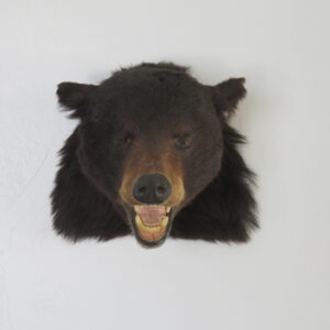 Black Bear Taxidermy Mount for Sale.  B-125S