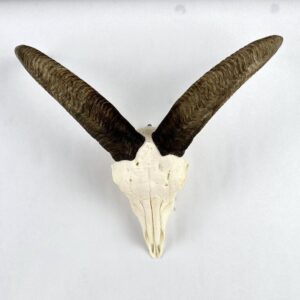 Mouflon European Mount for sale.  X-137MO