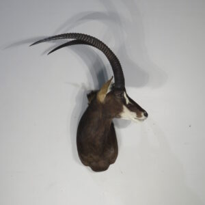 African Sable Shoulder Mount for sale.  X-125SA