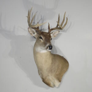 Whitetail Taxidermy Mount for sale.  W-160S