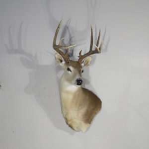 Texas Whitetail Taxidermy Mount for sale.  W-161S