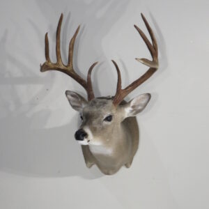 Whitetail Taxidermy Mount for sale.  W-162S